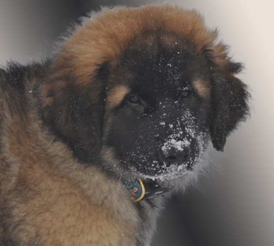 Schubie - Leonberger puppy Ontario