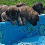 Leonberger puppies