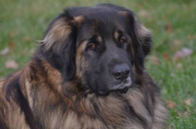 Schubie - Leonberger dog Ontario